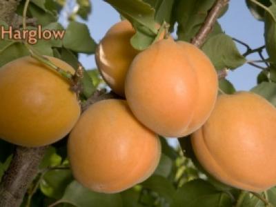 Apricot Harglow 4 Year