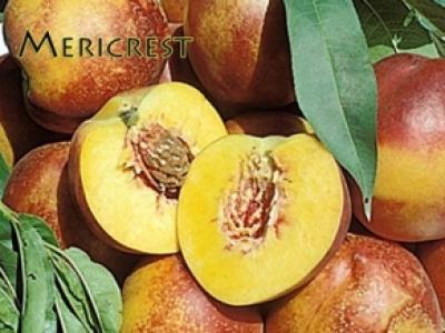 Nectarine Mericrest 4 Year