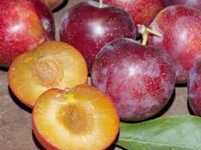 Pluerry Sweet Treat 4 Year