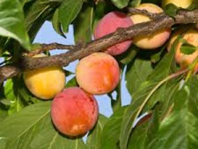 Plumcot Plum Parfait 4 Year