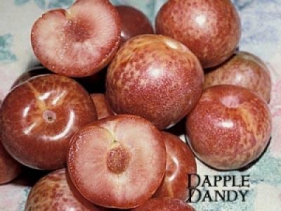 Pluot or Dinosaur Egg Dapple Dandy 4 Year