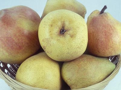 Pear Comice 4 Year