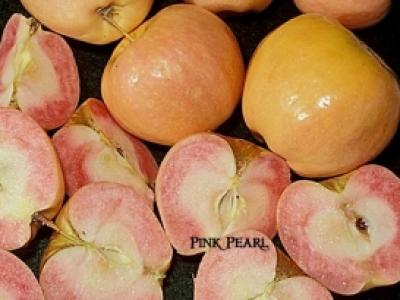 Apple Pink Pearl 4 Year