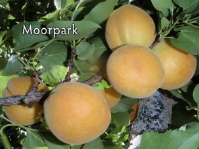 Apricot Moorpark 4 Year