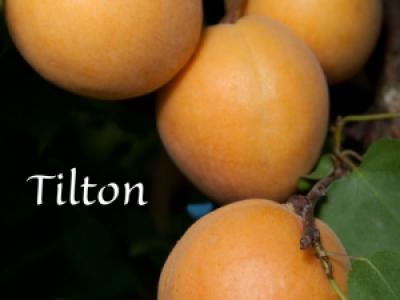 Apricot Tilton 4 Year