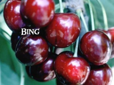 Cherry Bing 4 Year