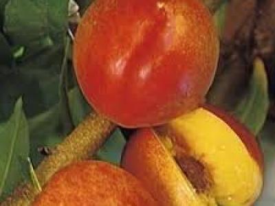 Nectarine Harko 4 Year