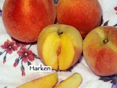 Peach Harken 4 Year
