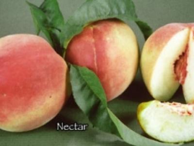 Peach Nectar Original White 4 Year