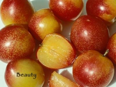 Plum Beauty 4 Year
