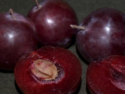 Plum Hollywood 4 Year