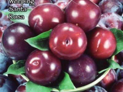 Plum Weeping Santa Rosa 4 Year