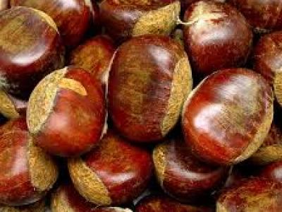Chestnut Colossal 4 Year