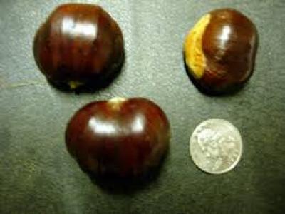 Chestnut Nevada 4 Year