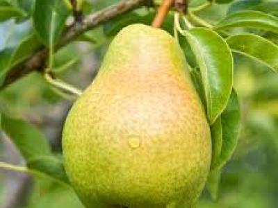 Pear Bartlett 4 Year
