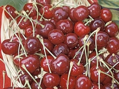 Cherry Black Tartarian 4 Year