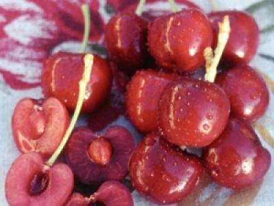 Cherry Lapins 4 Year