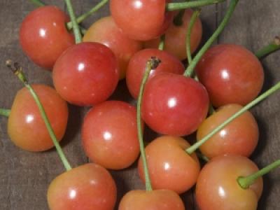 Cherry Montmorency 4 Year