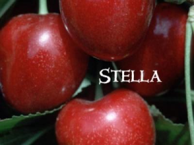 Cherry Compact Stella 4 Year