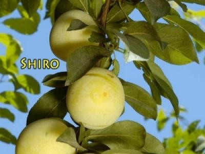 Plum Shiro 4 Year
