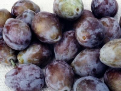 Prune French Improved 4 Year